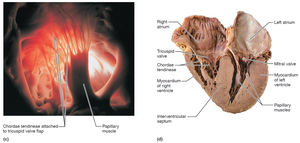 Heart valves, dissection view