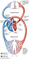 Diagram of pulmonary and systemic circuits