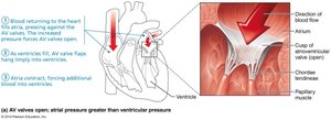 AV valves open, blood flow direction