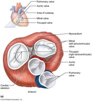 Heart valves, cardiac skeleton