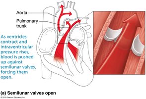 Semilunar valves open, blood flow direction