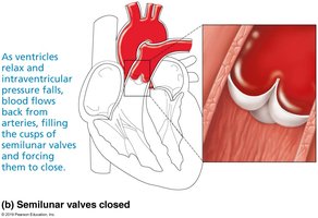 Semilunar valves closed, blood flow direction