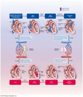 Blood flow through the heart