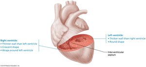Anatomical differences between right and left ventricles