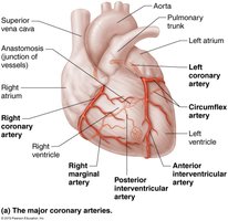 Major coronary arteries