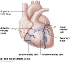 Major cardiac veins