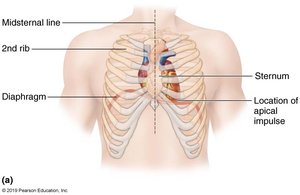 Location of the heart in the thorax