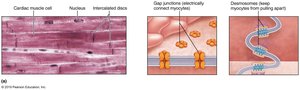 Microscopic anatomy of cardiac muscle cells