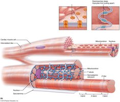 Microscopic anatomy of cardiac muscle fibers