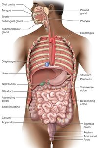Anatomy of the mouth