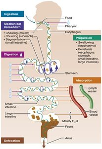 Digestive system processes