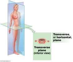 Transverse plane