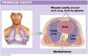 Thoracic cavity and its subdivisions