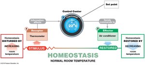 Homeostatic regulation example with temperature control