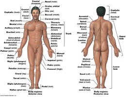 Anterior and posterior views of body with regional terms