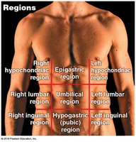 Abdominopelvic regions