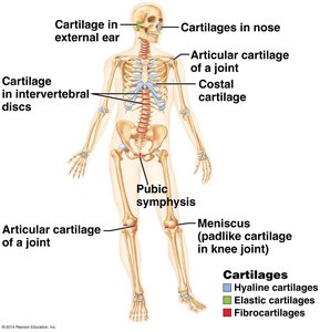 Diagram showing locations of different types of cartilage in the human skeleton