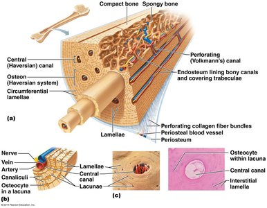 Diagram of compact bone showing osteons, lamellae, and canals