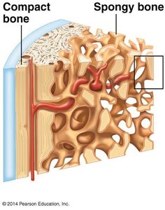 Histological image of spongy bone showing trabeculae and marrow spaces