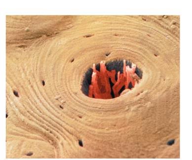 Microscopic image of an osteon in compact bone