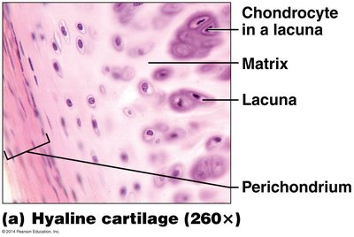 Histological image showing chondroblasts, perichondrium, and blood vessels in cartilage