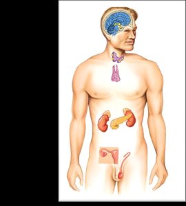 Major endocrine glands in the human body