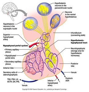 Oxytocin and ADH pathways
