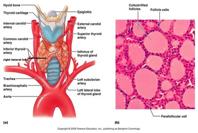 Thyroid gland anatomy and histology