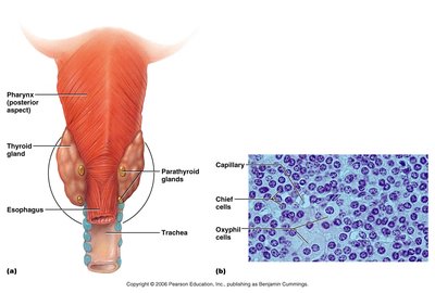 Parathyroid gland anatomy and histology