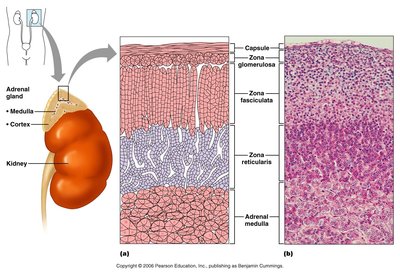 Adrenal gland zones and histology