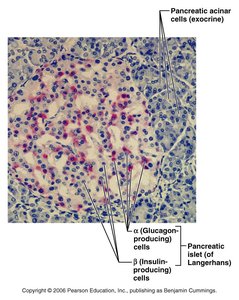 Pancreatic islet histology