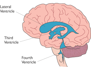 Thymus gland location