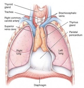 Thymus gland and surrounding structures
