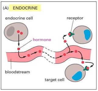 Hormone binding to receptor on target cell