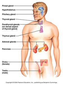Labeled diagram of endocrine glands