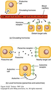 Circulating and local hormone action