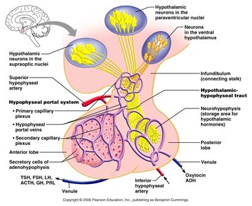 Hypothalamic-pituitary portal system
