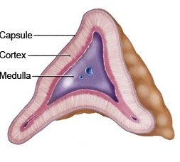 Anterior pituitary hormones