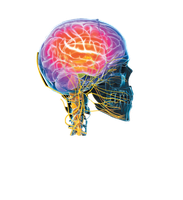Lateral view of the brain highlighting major regions and cranial nerves