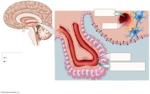 Diagram of the choroid plexus and blood brain barrier