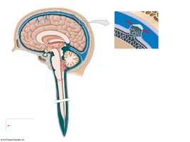 Diagram showing CSF production and circulation