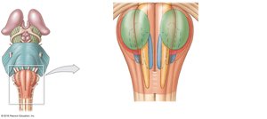 Anterior view of the medulla oblongata showing major nuclei