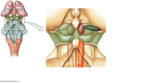 Posterior view of the diencephalon and brainstem showing nuclei