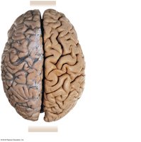 Superior view of the cerebral hemispheres