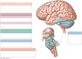 Diagram of major brain regions and their functions