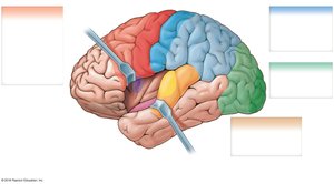 Major anatomical landmarks and functional areas of the cerebral cortex