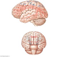 Lateral and anterior views of the brain showing white matter tracts