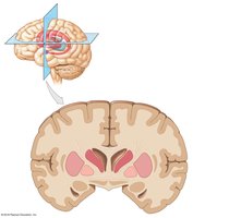 Lateral and frontal sections showing the basal nuclei