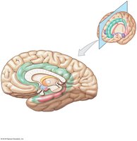 Sagittal section showing the limbic system
