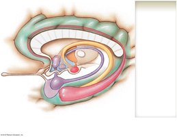 Three-dimensional structure of the limbic system